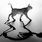 L'homme de Schrödinger